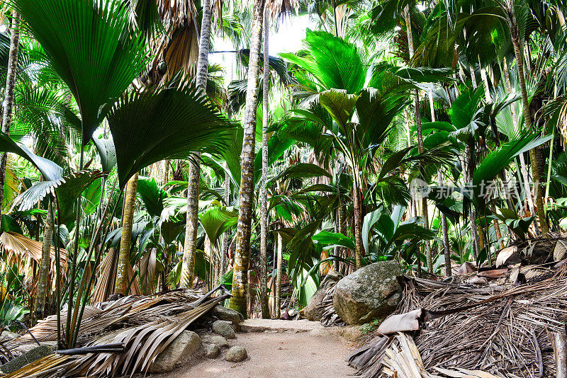 步道Vallée de Mai自然保护区，Praslin岛，印度洋，非洲塞舌尔